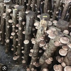 キノコ栽培できる原木譲ってください