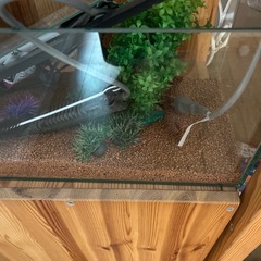 水槽　熱帯魚　飼育スターターセットの画像
