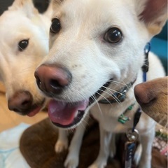 🌸🐶堺市　保護犬の譲渡会🐶🌸