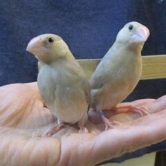 文鳥　１１月生まれ　雛ちゃん　