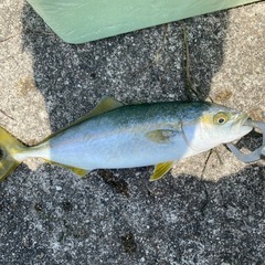 釣り友募集！！