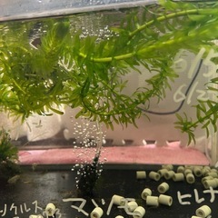 アナカリス　水草