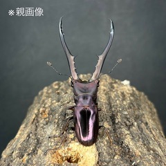 【幼虫】メタリフェルホソアカクワガタ