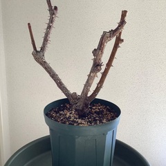 バラの鉢植え2鉢　ローズポンパドールとレディエマハミルトン