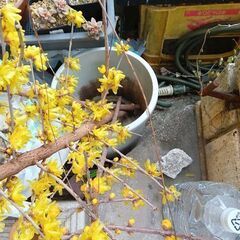蝋梅（根なし）、ハンガー　いかがでしょうか？