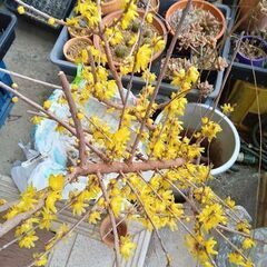 蝋梅（根なし）、ハンガー　いかがでしょうか？の画像
