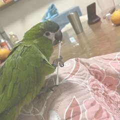 インコを探しています