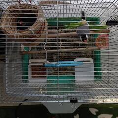 桜文鳥ペア