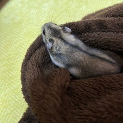 生後1ヶ月のハムスターです！子供がアレルギーが出たので飼えなくな...