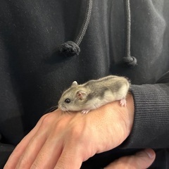 生後1ヶ月のハムスターです！子供がアレルギーが出たので飼えなくなりました。お譲り先を探しています！ - 長崎市