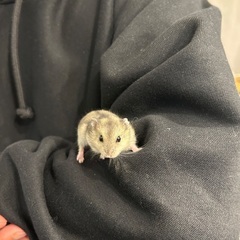 生後1ヶ月のハムスターです！子供がアレルギーが出たので飼えなくなりました。お譲り先を探しています！ - その他