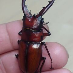 【レア離島種】オキノエラブノコギリクワガタ ♂単品販売