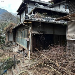 小枝、枯れ枝、木、薪
の画像