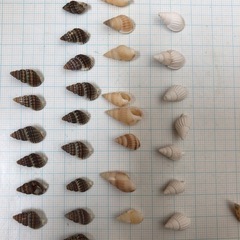 貝　シェル　素材　ハンドメイド　　の画像