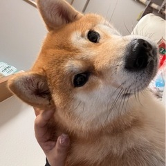柴犬1歳の男の子