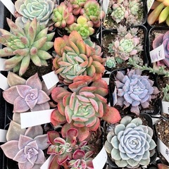 多肉植物40ポットセットの画像