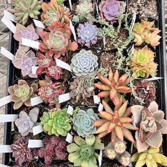 多肉植物40ポットセット