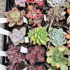 多肉植物40ポットセットの画像