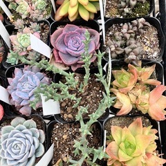 多肉植物40ポットセットの画像