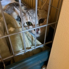 お外で暮らすパステル三毛猫ちゃん😻家族募集中