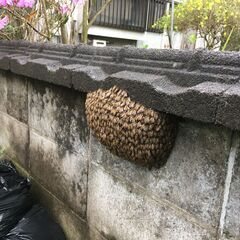 日本蜜蜂（二ホンミツバチ）の分蜂群れを探しています