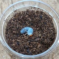 ヘラクレスの幼虫５０頭セット！の画像