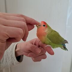 コザクラインコ（メス）3歳半