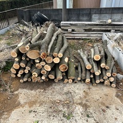 ケヤキ原木
の画像