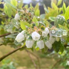 新品未使用 べリシェス(Beauty Region) 美容オイルの画像