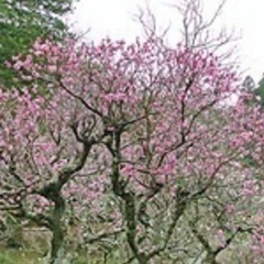 2/27(木)成田山公園散策に一緒に行きませんか？