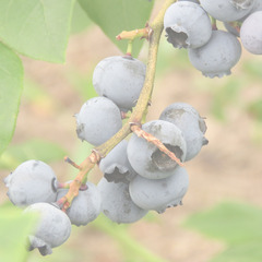 新品未使用 べリシェス(Beauty Region) 化粧水の画像