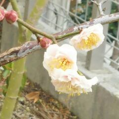 梅の花　切り花　切り枝　30センチ前後　5本の画像