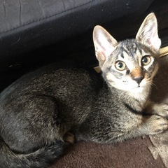 里親決定致しました😊