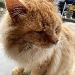 飼い主さん探してます！