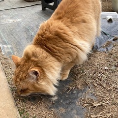 飼い主さん探してます！ - 小美玉市