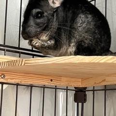 【里親急遽辞退の為再募集3/1チンチラ　オス　ブラックよりのグレー