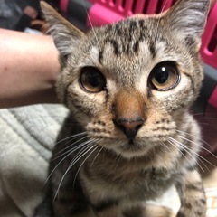 里親様探しています