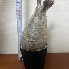パキポディウム グラキリス 現地球(発根済み) 2号鉢入り 塊根植物