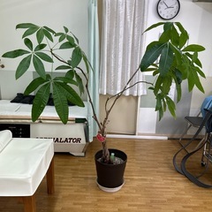 観葉植物　パキラ