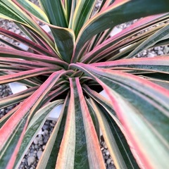 観葉植物　ユッカ　グロリオサ　バリエガータ