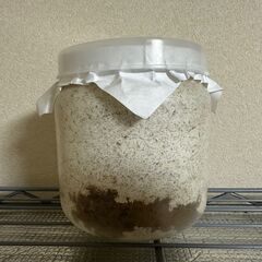 【♂33.6g】能勢SR血統オオクワガタ幼虫ペア【♀16.5g】