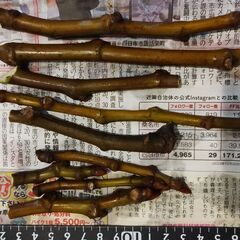 いちじく（ビオレソリエス）穂木２