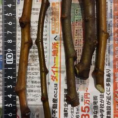 いちじく（ビオレソリエス）穂木４
