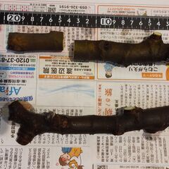 いちじく（ビオレソリエス）穂木　太
