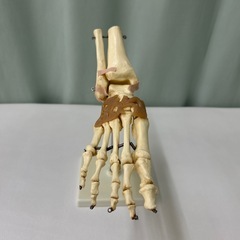 骨格模型4点
の画像
