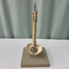 骨格模型4点
の画像