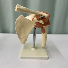 骨格模型4点
の画像