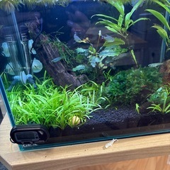 アクアリウム　水草