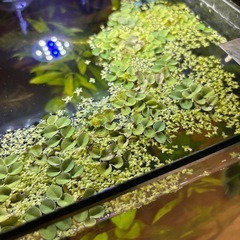 アクアリウム　水草の画像
