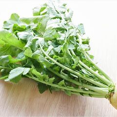 【無料】大根の葉っぱ 約200kg~300kg（45L袋詰め）差...